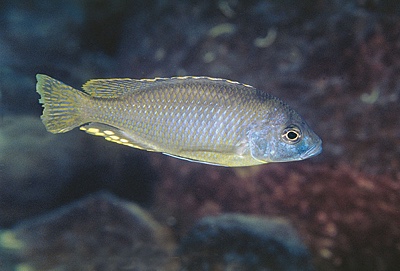 Naevochromis chrysogaster 'Maingano Island'